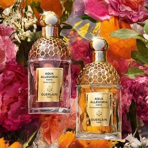 NOUVEAU - Aqua Allegoria Forte - La nouvelle collection intense